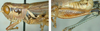 Melanoplus lakinus (Scudder, 1878): male. (Otu).