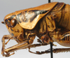 CollectionObject 1517144; 5266ab31-1544-430e-8bbd-db37654b4f02: male pronotum lateral (holotype). (CollectionObject).