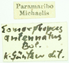 CollectionObject 1586180; 65e16a48-6f86-4c54-9b9f-2def91156732: labels. (CollectionObject).