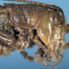 CollectionObject 1531868; 54a5ae95-6586-4f39-8802-39f722736c59: female head and pronotum, lateral view (holotype). (CollectionObject).