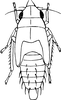 Nymph on Empoa (Empoa) latifasciata Christian, 1953: (Observation).
