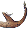 Aedeagus, lateral view: Glossocratus afzelii, aedeagus, laterally (INHS). (Observation).