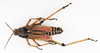 CollectionObject 1531114; 97277349-0a83-4674-a870-5c867bc82570: male, dorsal view (type of Dictyophorus reticulatus). (CollectionObject).
