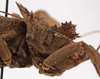 CollectionObject 1534735; 94b56ed9-1d7f-4b61-907f-e5d3ce4c8af8: male pronotum, lateral view (paralectotype). (CollectionObject).