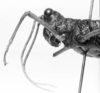CollectionObject 1524469; 37ca632e-4d66-48f6-b67b-128a89b8053b: female, head and pronotum, lateral view (holotype). (CollectionObject).