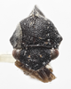 Head on Cyrtolobus ovatus Van Duzee, 1908: (Observation).
