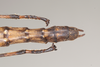CollectionObject 1558247; 3561054c-469a-4110-864c-9d03ba2dd9de: copyright Natural History Museum, London. female: end of abdomen, dorsal view (paratype). (CollectionObject).;CollectionObject 1558248; 01b2e8bc-046c-4eb6-9b39-8a056fb49749: copyright Natural History Museum, London. female: end of abdomen, dorsal view (paratype). (CollectionObject).
