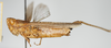 CollectionObject 1581309; c58ee664-0fde-4cda-b5db-2423f016bf9e, NHMUK10924579: female, lateral view (no type). (CollectionObject).