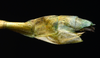 CollectionObject 1580897; 03ba2f96-e8ee-4437-b2c2-9b53588e03ea: copyright FRCS, Sabah. female: end of abdomen, lateral view (holotype). (CollectionObject).