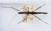 CollectionObject 1560434; daafb5ef-a070-4ca3-a964-62e6669ac858: copyright ZMUH, Hamburg. female, dorsal view of synonym Parapygirhynchus catenatus (paralectotype). (CollectionObject).