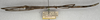 CollectionObject 1557964; 2ca44772-85ca-41f5-9276-61de07aee707: copyright NMW, Vienna. female (syntype). (CollectionObject).;CollectionObject 1557965; 3547d98d-b5dc-41b4-b1af-88ce7efbefd1: copyright NMW, Vienna. female (syntype). (CollectionObject).