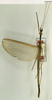 CollectionObject 1561933; a1526b4e-ca52-40d7-88a2-600fd2d2fd31: copyright NHRS, Stockholm. male (holotype). (CollectionObject).