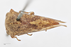 Habitus, dorsal view: !! display not done !! on Palonica pyramidata (Uhler, 1877): (Observation).