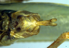 CollectionObject 1500358; 882688cc-4ebc-48a3-9519-d9406fbfcfc9, DORSA BTlioaduS01: subgenital plate (syntype). (CollectionObject).