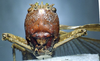 CollectionObject 1501713; 0b1827c4-f9c1-4c4a-ac8b-88c8c6f15d2e: female, frontal view. (CollectionObject).