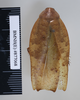 CollectionObject 1573292; 52da7101-9f50-47cf-816b-7399ec86ba02: Copyright NHM, London. Male: dorsal view, non-type. (CollectionObject).