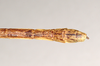 CollectionObject 1557515; 9dad141f-cbd9-4264-bbec-c99cd2c03221: copyright Natural History Museum, London. female: end of abdomen, dorsal view (syntype). (CollectionObject).