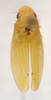 Habitus, dorsal view on Carapona eruva (DeLong & Freytag, 1975): Male holotype [AMNH]: habitus, dorsal view. (Observation).
