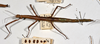 Acanthoxyla prasina (Westwood, 1859): copyright MONZ, Wellington. female of synonym Acanthoxyla intermedia (paratype). (Otu).