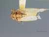 Habitus, dorsal view on Delphacodes staminatus (Metcalf, 1923): (Observation).