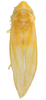 Habitus, dorsal view on Erythridula inconspicua (Johnson, 1935): Habitus (holotype of E. inconspicua Johnson, OSU collection). (Observation).