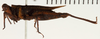 CollectionObject 1529914; NHRS NRM-ORTH 12987, 874a5db5-c31e-404d-963d-94d9b170acf5: female, lateral view (holotype). (CollectionObject).