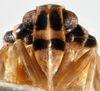 Head: !! display not done !! on Synecdoche impunctata (Fitch, 1851): (Observation).