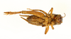 CollectionObject 1539925; 259ff488-7906-497d-a687-bfbbf3528151: male, ventral view (holotype). (CollectionObject).