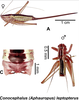 Conocephalus (Aphauropus) leptopterus Rehn & Hebard, 1915: (Otu).