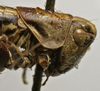 CollectionObject 1536016; fe2c7e06-380c-4088-ad23-bca0381552bf: female head and pronotum, lateral view (syntype). (CollectionObject).