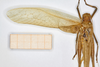 CollectionObject 1593198; ZFMK CI 3261437, e5c6bef4-4516-4406-a53d-7f9fdb55123a: male, dorsal view (neotype). (CollectionObject).