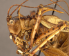 CollectionObject 1507296; c1df69f2-c1c1-425e-9d54-16efe7e9a05b: male head and pronotum, lateral view (holotype). (CollectionObject).