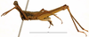 CollectionObject 1585651; 41a06555-6615-47c9-b98d-f3ffb835eaa0: male, lateral view (paratype). (CollectionObject).