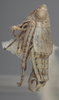 Habitus, lateral view on Athysanella (Gladionura) clavata Ball & Beamer, 1940: Lateral - Male. (Observation).