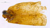 Habitus, dorsal view on Diastracis elpenor (Fennah, 1957) now Diastracis nebulosa (Melichar, 1902): (Observation).