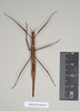 CollectionObject 1556952; NHMUK(SF IMPORT DUPLICATE) 844974-844975, a895fb1e-3f78-4fd2-b3a3-929a25a06fb2: copyright Natural History Museum, London. female of Anophelepis rhipheus (syntype). (CollectionObject).