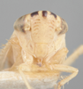 Head on Athysanella (Amphipyga) ectopa Blocker, 1990: Head. (Observation).
