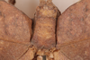 CollectionObject 1505736; 6932ee7b-90c0-4342-b52e-e11960bd6fe8: female, dorsal view (syntype). (CollectionObject).