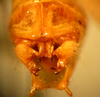 CollectionObject 1564958; aae10a4f-fb98-4646-baf5-6fe72721b810: male abdomen tip, dorsal view (holotype). (CollectionObject).