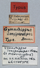 CollectionObject 1500994; f6a4eea0-e497-4125-a491-b6d532053631: male, labels (lectotype of Gymnohippus conspersipes). (CollectionObject).