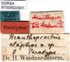 CollectionObject 1568346; b8f49413-fa4b-4ef1-bb6c-0050911ce6e6: labels (syntype of Acanthoproctus elaphos). (CollectionObject).