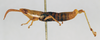 CollectionObject 1540705; b0cad95a-1140-46fa-a661-2cb2a4f1cb5f: male, lateral view (lectotype). (CollectionObject).