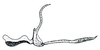 Aedeagus, lateral view: !! display not done !! on Limbanus limbatus (Van Duzee, 1890): Limbanus limbatus, aedeagus, laterally. (Observation).