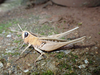 FieldOccurrence 494; 4f39cacc-631e-4a29-ab6e-5c6c8625ee0c; United Republic of Tanzania: Dodoma
East Chenene forest reserve Miombo woodlands, 2023/07/12: female, lateral view. (FieldOccurrence).