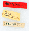 CollectionObject 1505894; 2042abfe-7bd1-4fb8-8984-2d71e8bca7d7: labels (holotype). (CollectionObject).