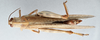 CollectionObject 2800393; e58f9e8e-7245-4889-8bdb-a9939faca89e, CNCI 1012901: Anacridum aegyptium. female, dorsal view. (CollectionObject).
