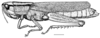 Aleuas vitticollis Stål, 1878: Fig. 18. female habitus, macropterous, from Uruguay, Dept. Rivera, Tranqueras. (Otu).
