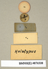 Perisphaerus altus Walker, 1868: Copyright Natural History Museum, London. Labels from holotype (adult female) in BM(NH). Underside. (Otu).