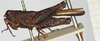 female, lateral view (syntype). Depicts CollectionObject 1583761; 3a50b659-19ea-4c28-a586-8793def20388, NHMUK010924520, a CollectionObject.