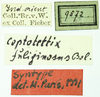 CollectionObject 1585756; 2c3636f1-75f5-4487-b07a-0e96546e1a50: labels (syntype). (CollectionObject).